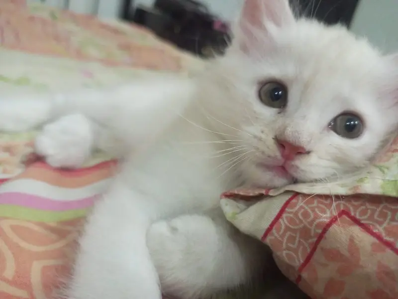 They are double coated Persians and both are two and half months old — photo 6