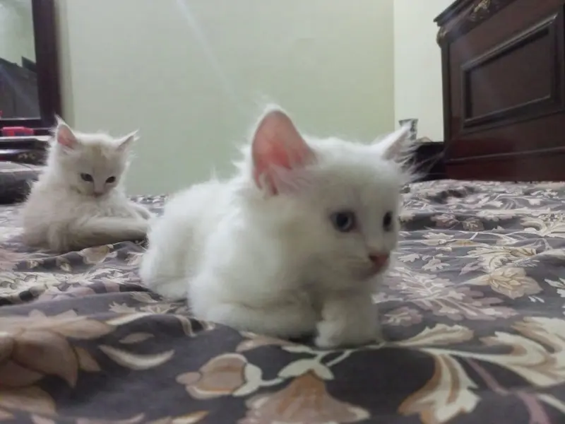 They are double coated Persians and both are two and half months old — photo 7