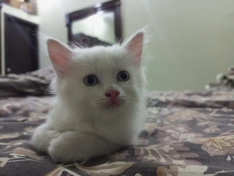 They are double coated Persians and both are two and half months old — photo 8