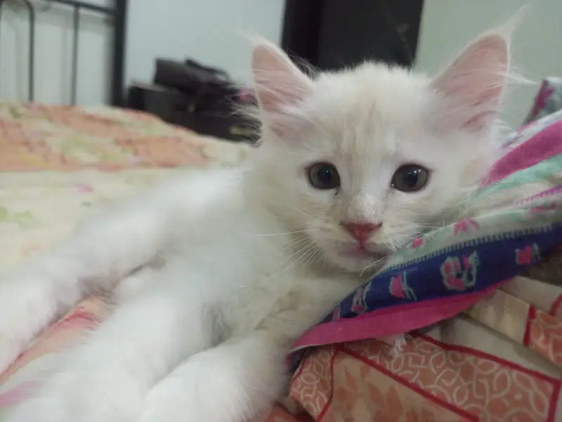 They are double coated Persians and both are two and half months old — photo 9