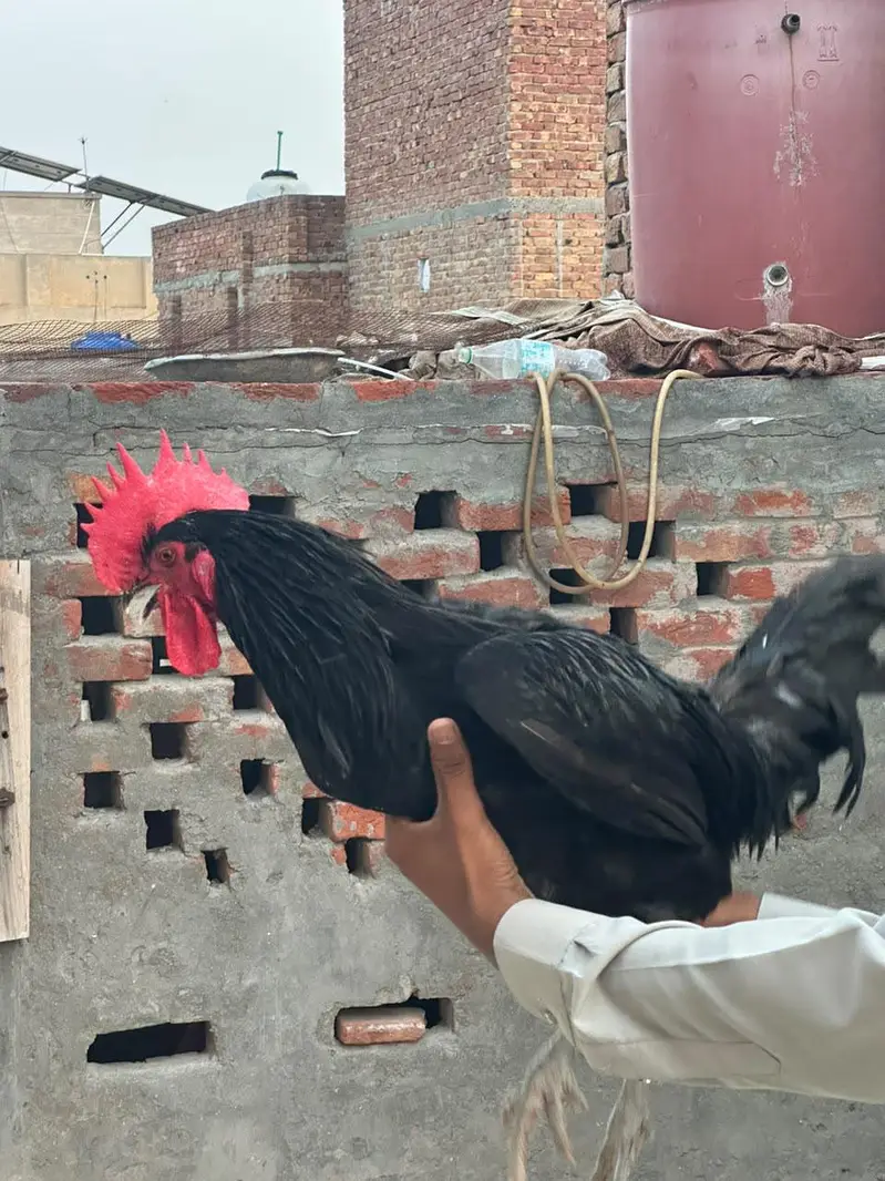 astrolog murga full adalt — photo 2