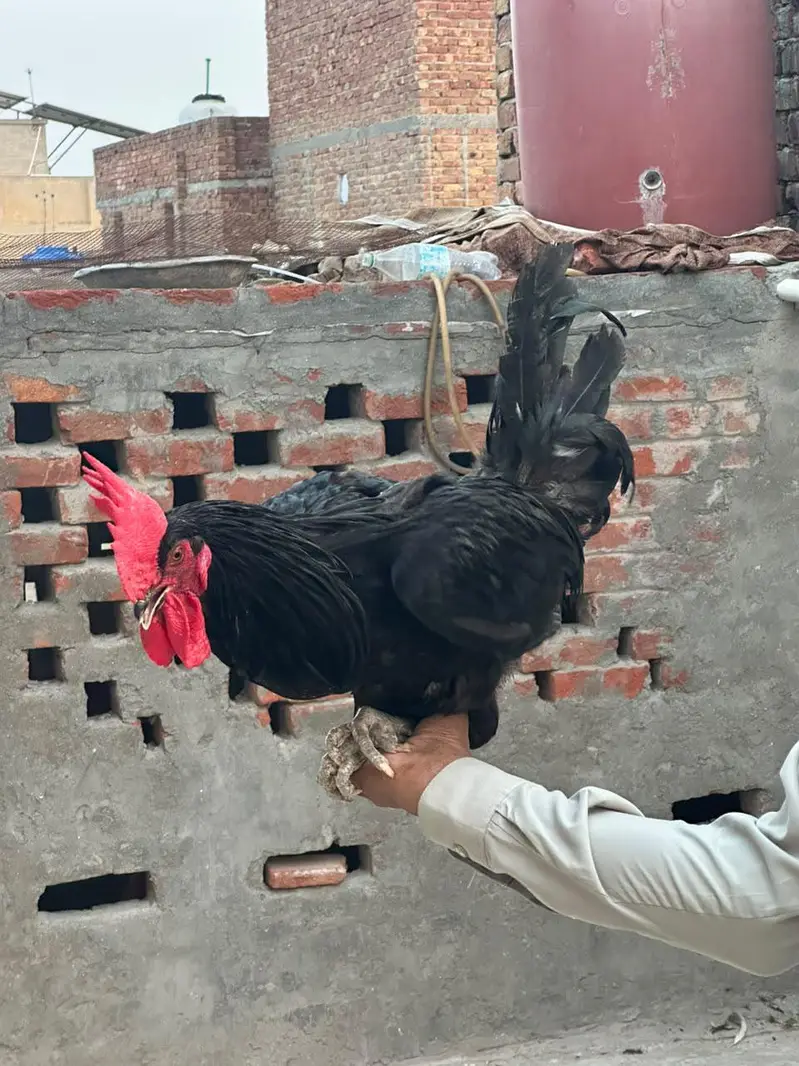 astrolog murga full adalt — photo 3