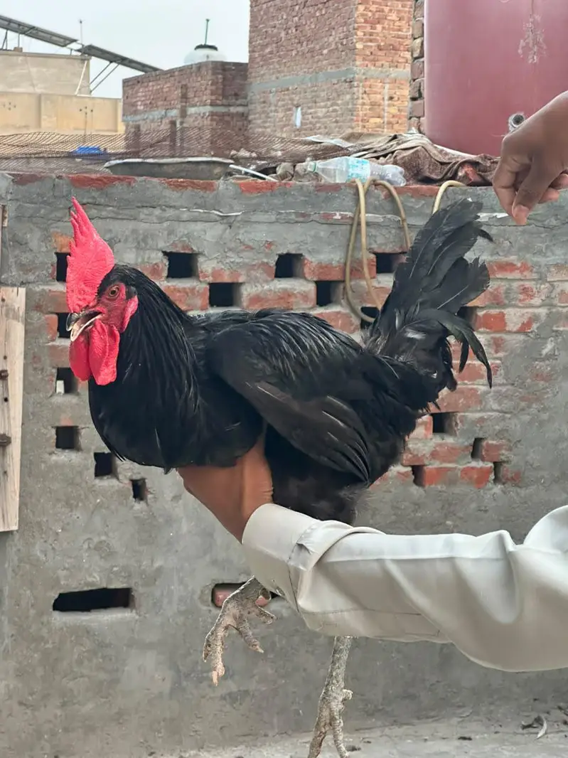 astrolog murga full adalt — photo 6