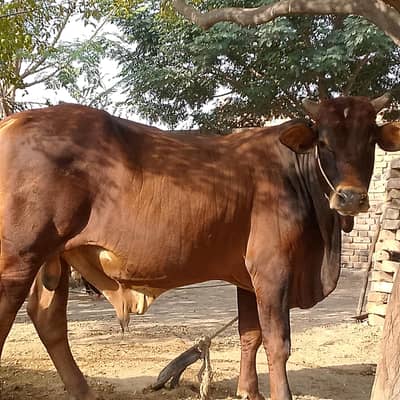 Active and Heavy Weight Bull
