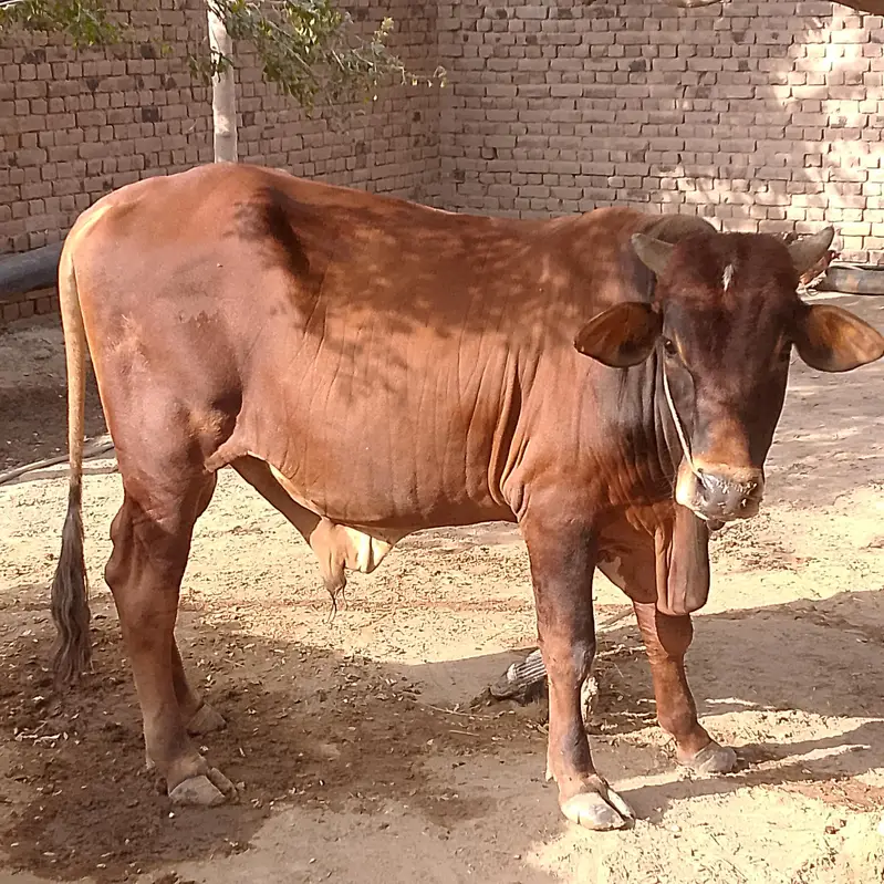 Active and Heavy Weight Bull — photo 2