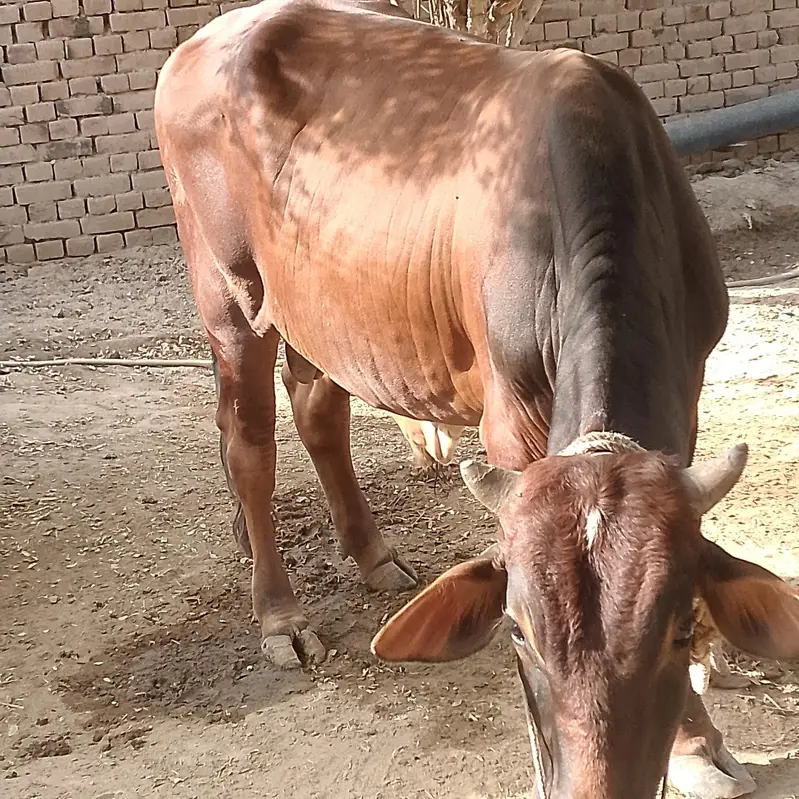 Active and Heavy Weight Bull — photo 3