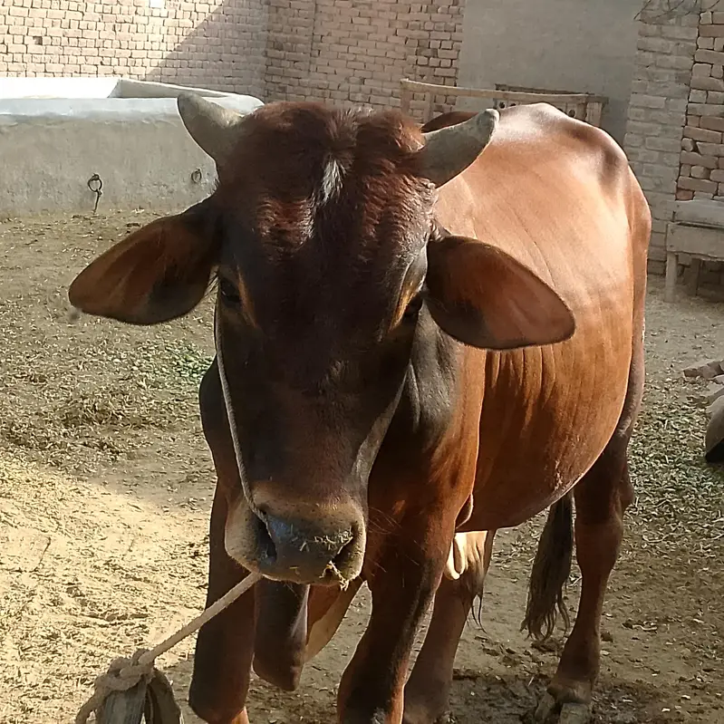 Active and Heavy Weight Bull — photo 4