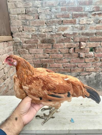2 Murgia 1 murgha