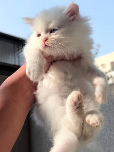 Persian kitten