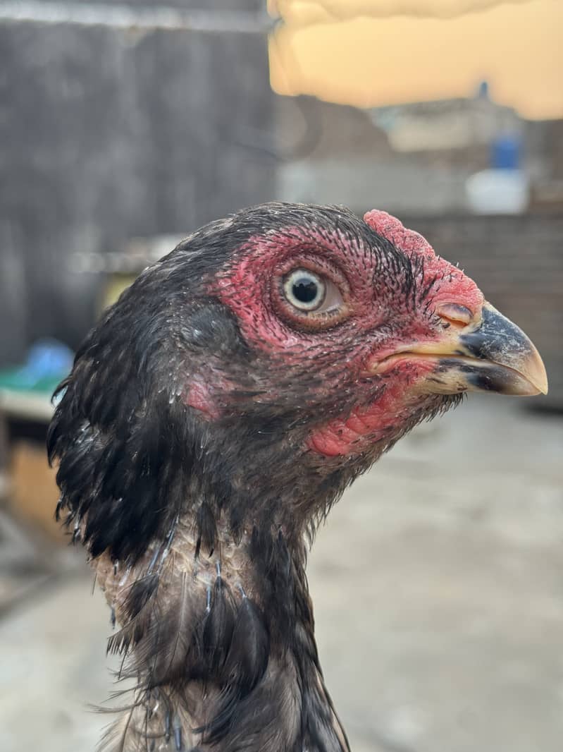 High quality hens 5