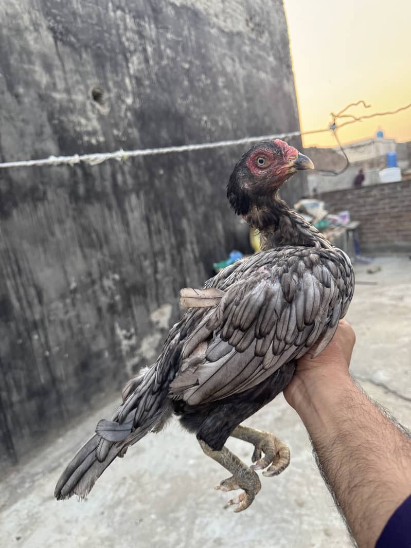 High quality hens 6