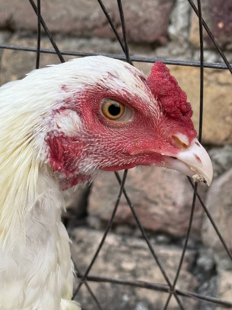 High quality hens 7