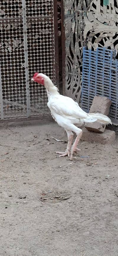 Beautiful White Hens for Sale – Healthy and Active