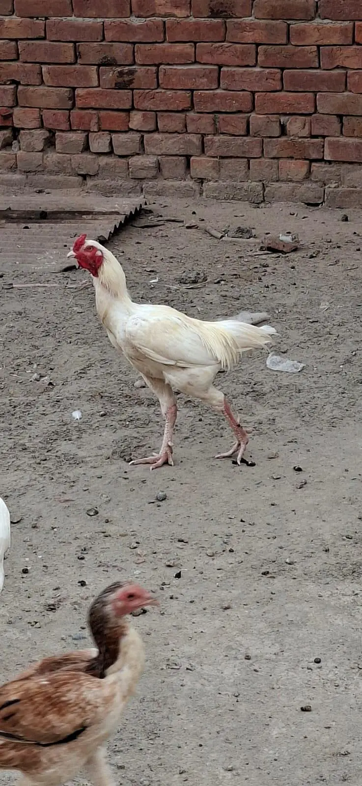 Beautiful White Hens for Sale – Healthy and Active — photo 2