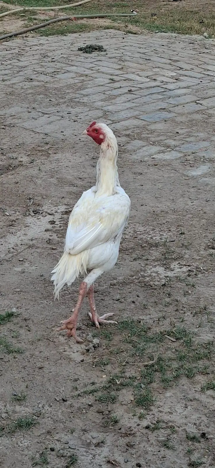 Beautiful White Hens for Sale – Healthy and Active — photo 3