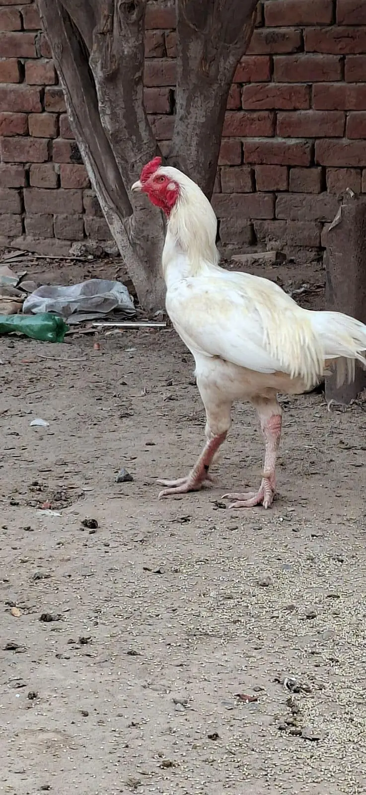 Beautiful White Hens for Sale – Healthy and Active — photo 4