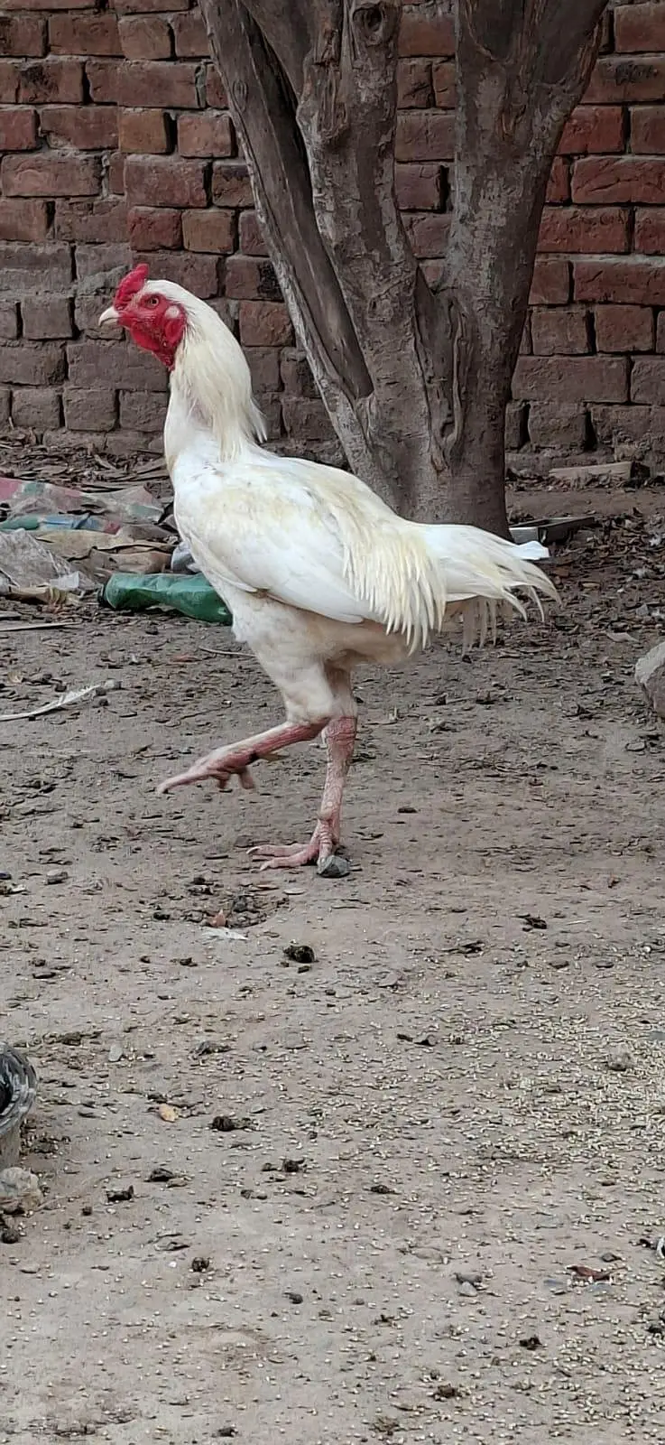 Beautiful White Hens for Sale – Healthy and Active — photo 5