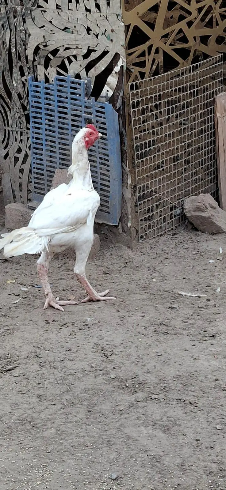 Beautiful White Hens for Sale – Healthy and Active — photo 6