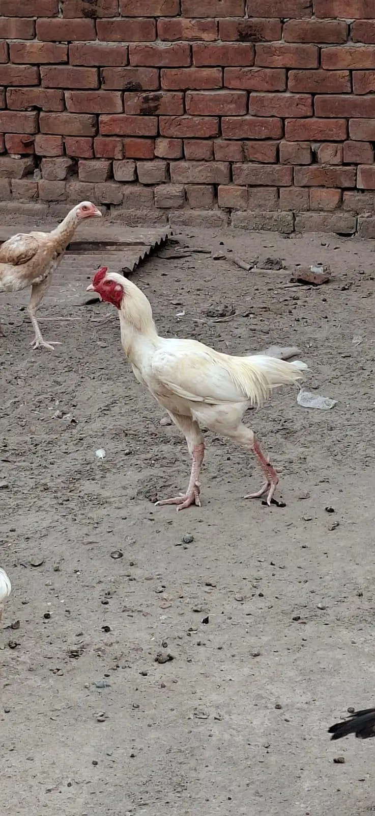 Beautiful White Hens for Sale – Healthy and Active — photo 8