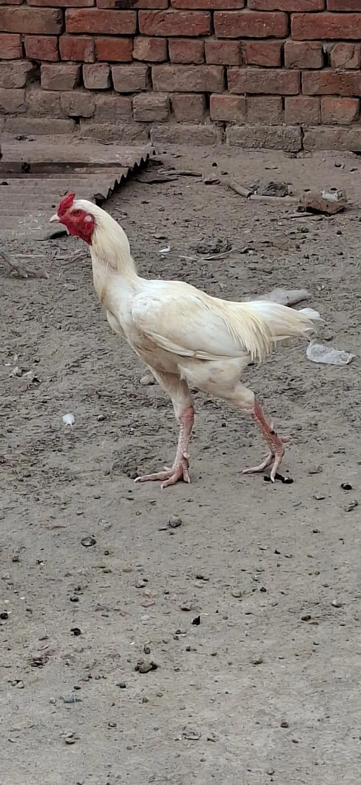 Beautiful White Hens for Sale – Healthy and Active — photo 9