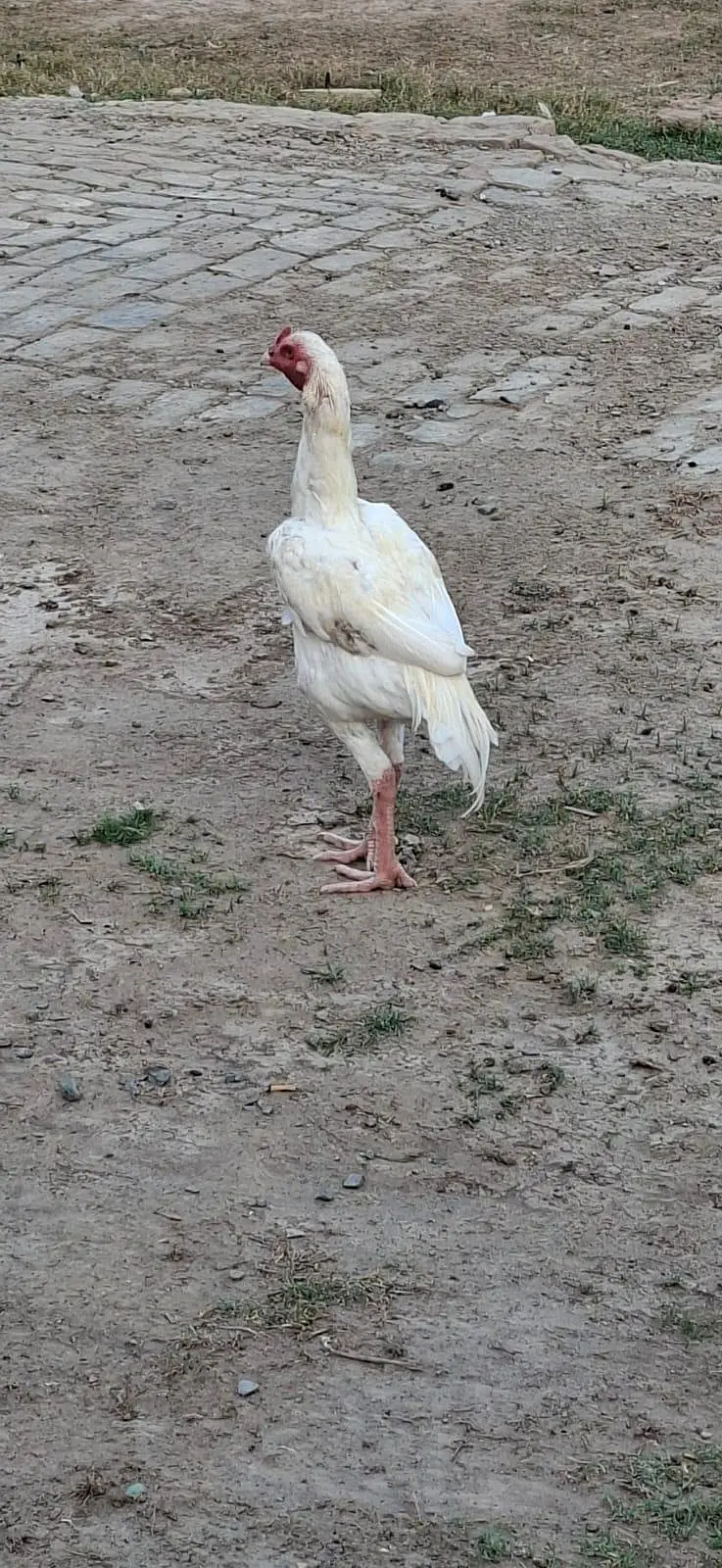 Beautiful White Hens for Sale – Healthy and Active — photo 10