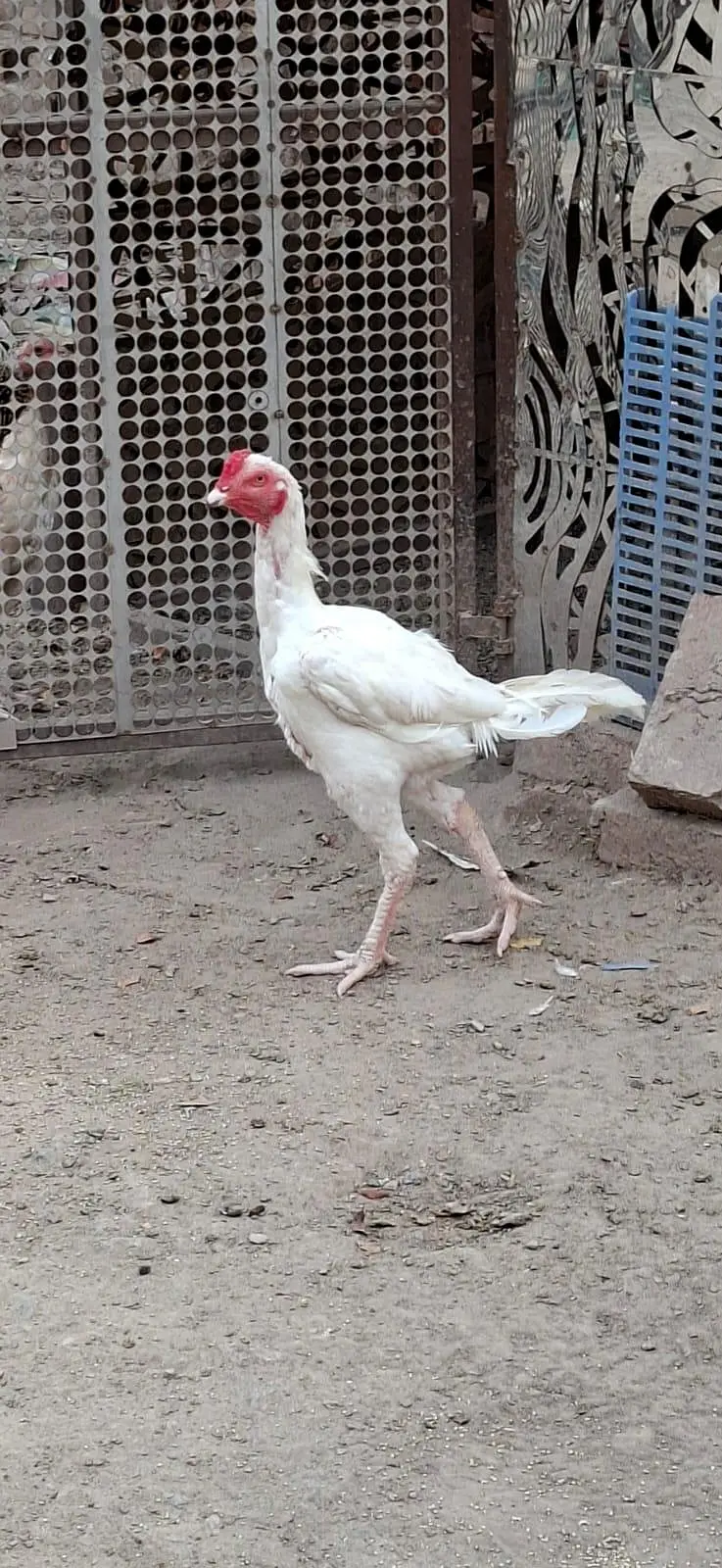 Beautiful White Hens for Sale – Healthy and Active — photo 11