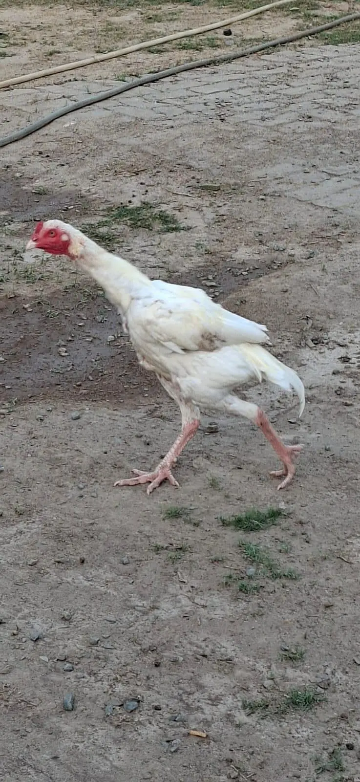 Beautiful White Hens for Sale – Healthy and Active — photo 12
