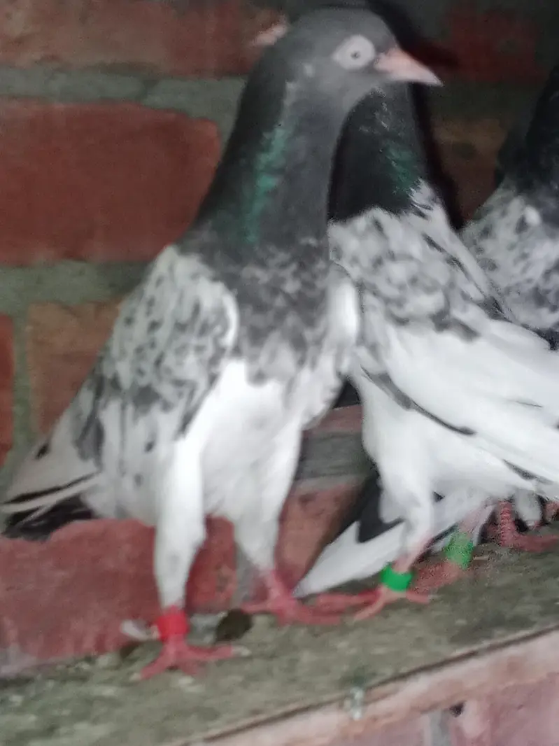 03244884571 ٹیڈی کبوتر سیٹھ والے قیمت: 5,000 سے 10,000 روپے تک — photo 2