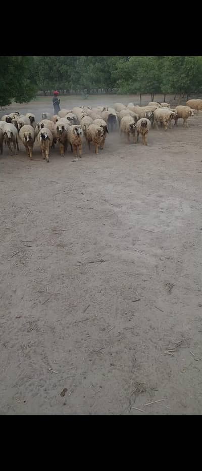 93 CHAHTRY FOR SALE