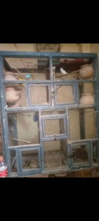 Parrot and Wooden Cage