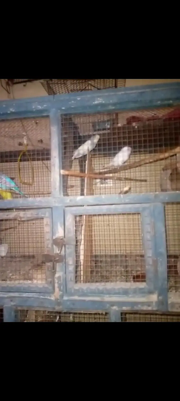 Parrot and Wooden Cage — photo 3
