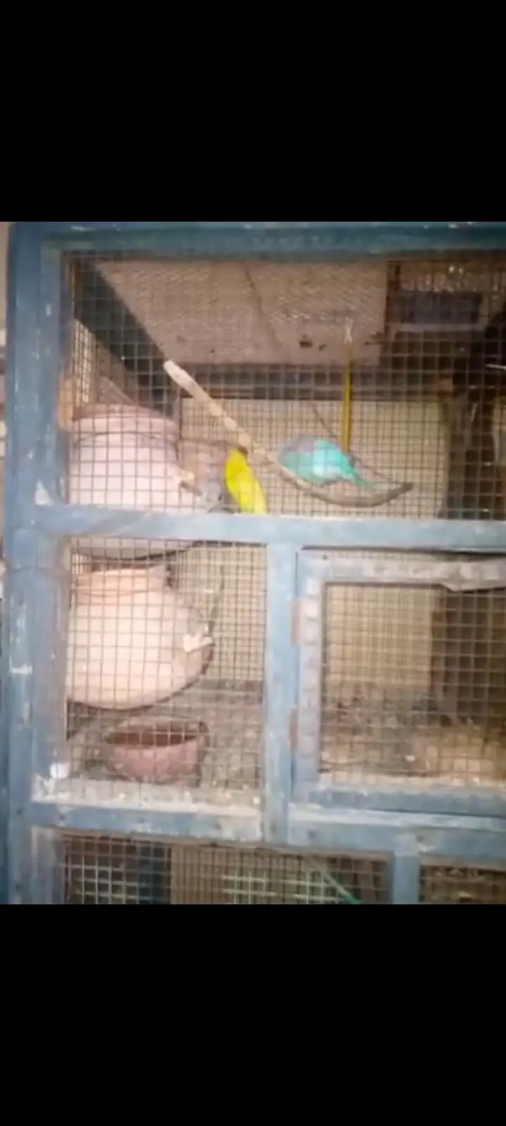 Parrot and Wooden Cage — photo 4