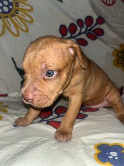 American Pitbull