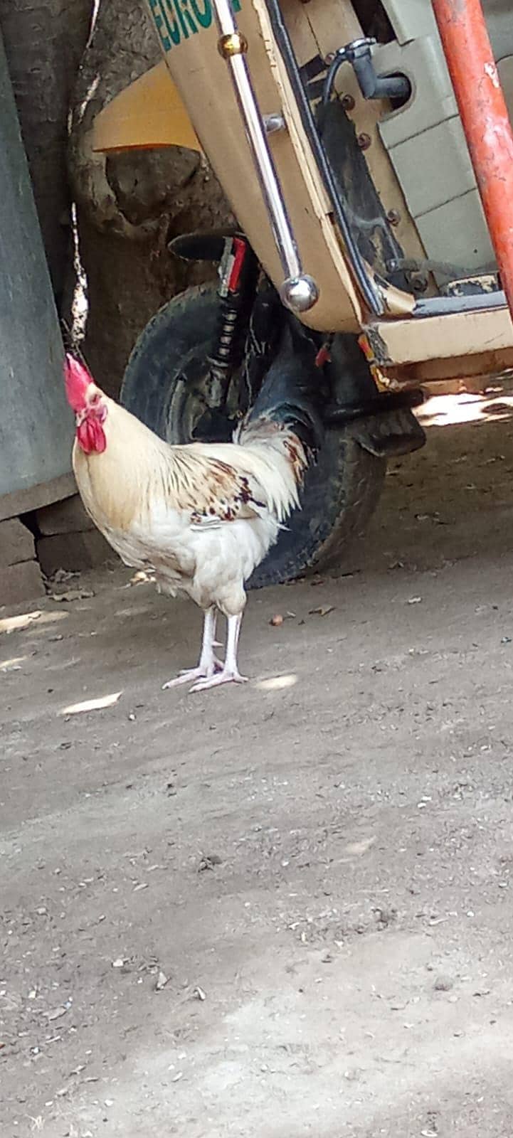 desi murga 0