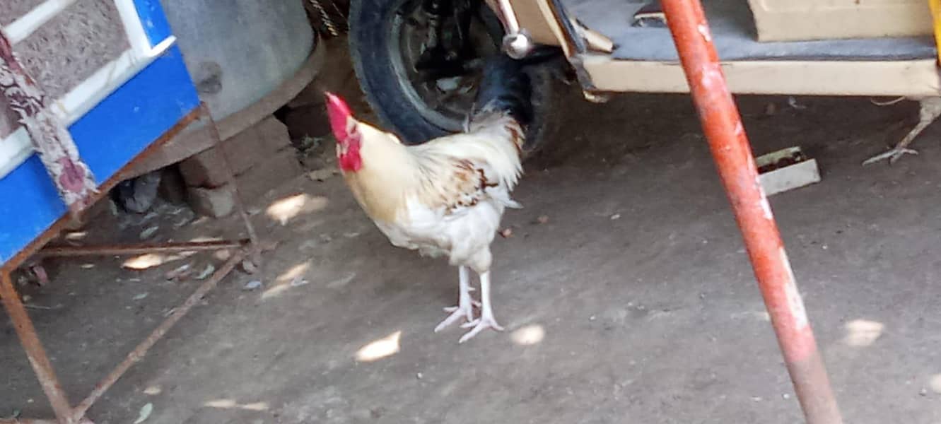 desi murga 1