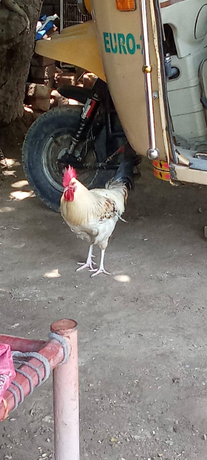 desi murga 2