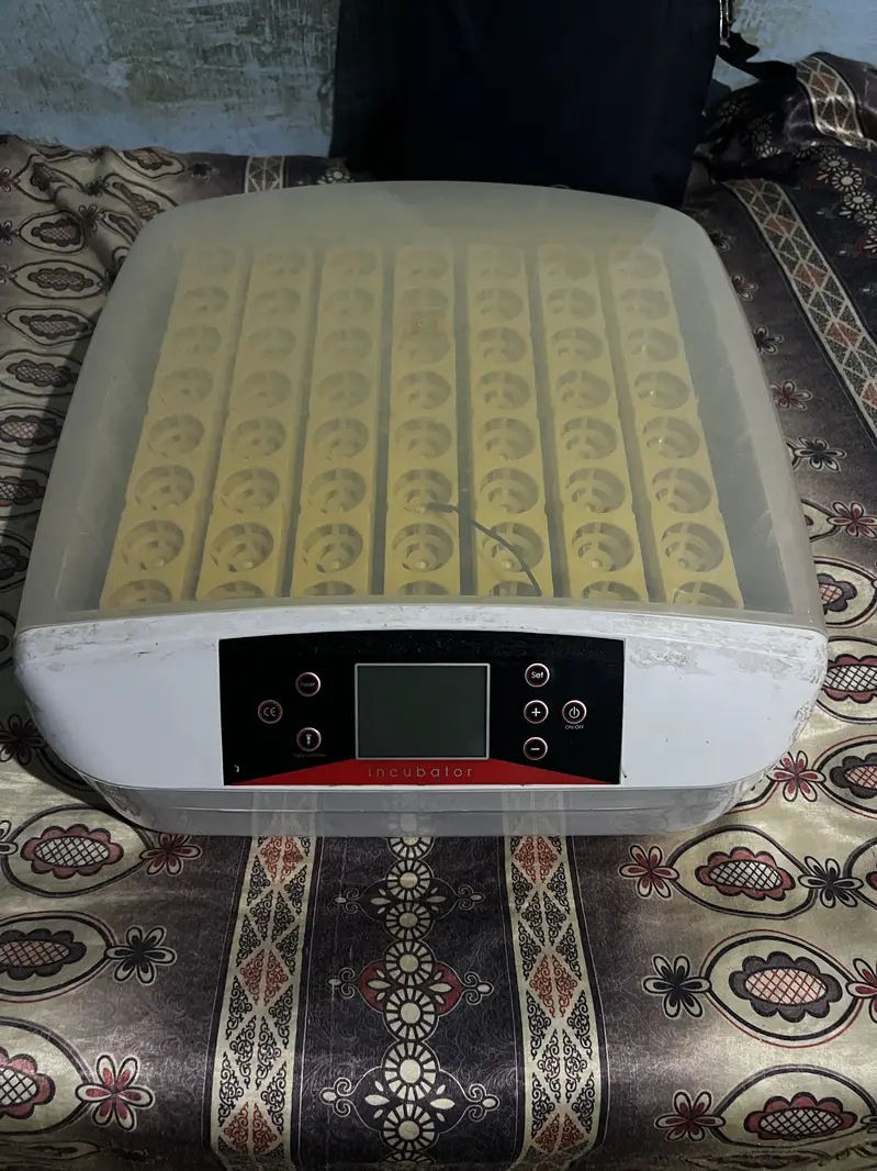 HDD 56s Automatic incubator — photo 3