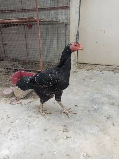 2 egg laying female