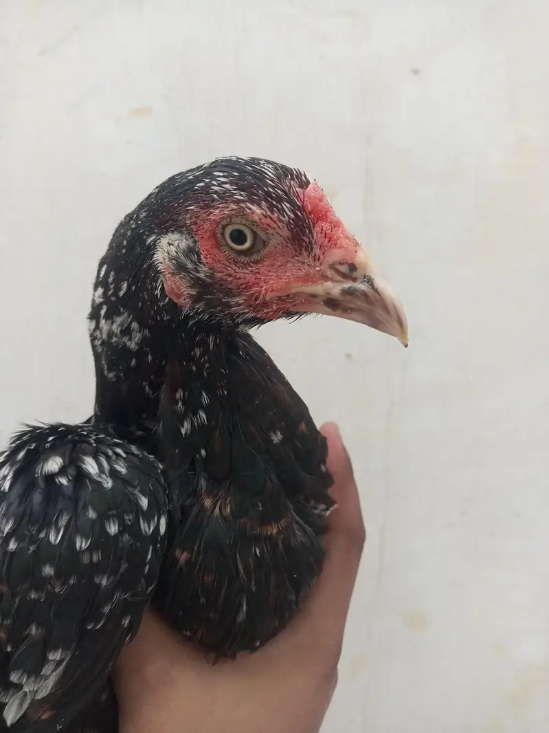 2 egg laying female — photo 2
