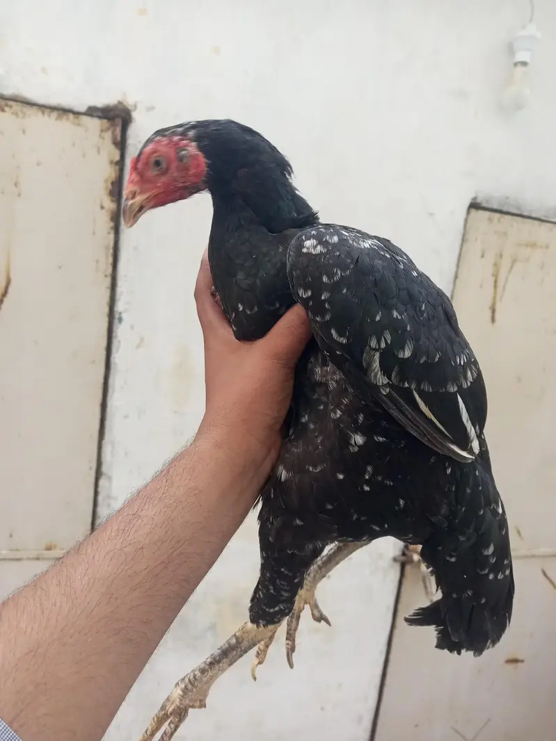 2 egg laying female — photo 3