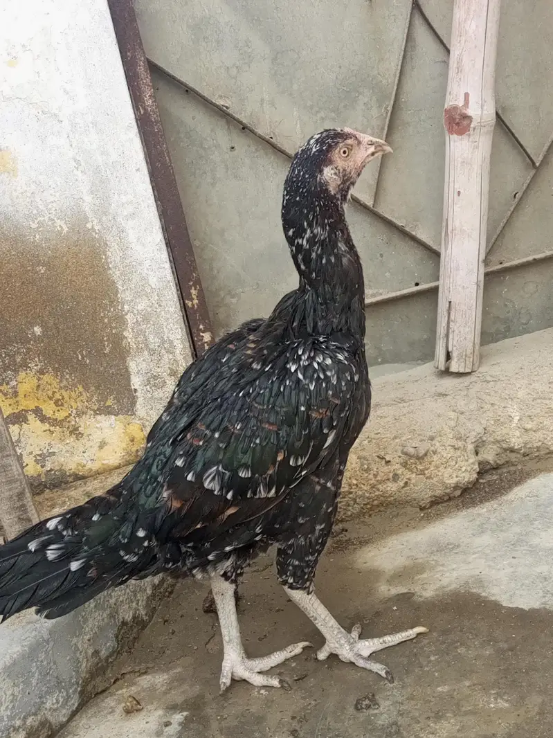 2 egg laying female — photo 5