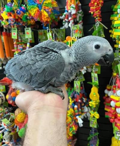 Macow sun conure Gray parrots Chicks available