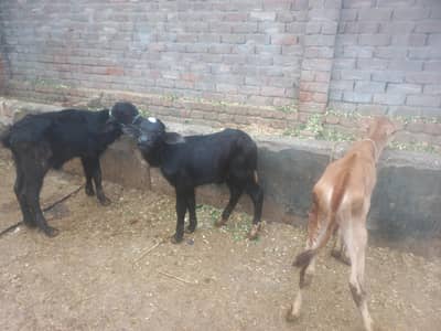 ak wacha aur 2 katyan for sale