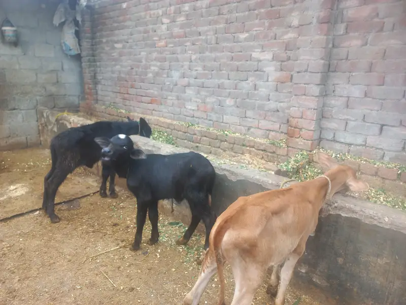 ak wacha aur 2 katyan for sale — photo 2