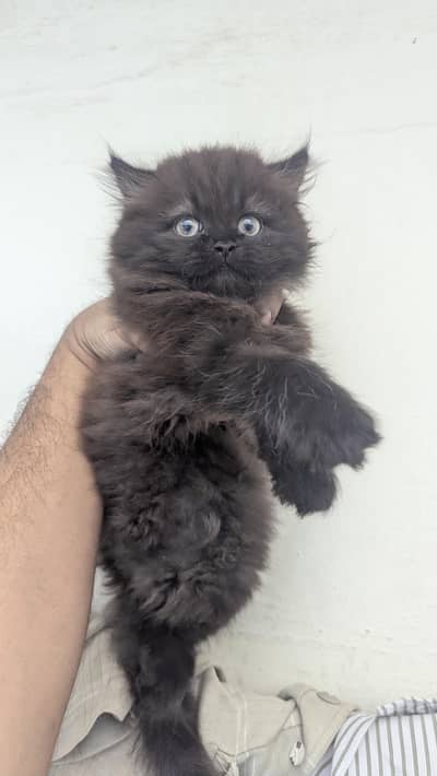 Persian Black kitten