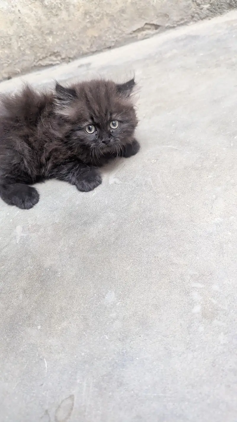 Persian Black kitten — photo 2