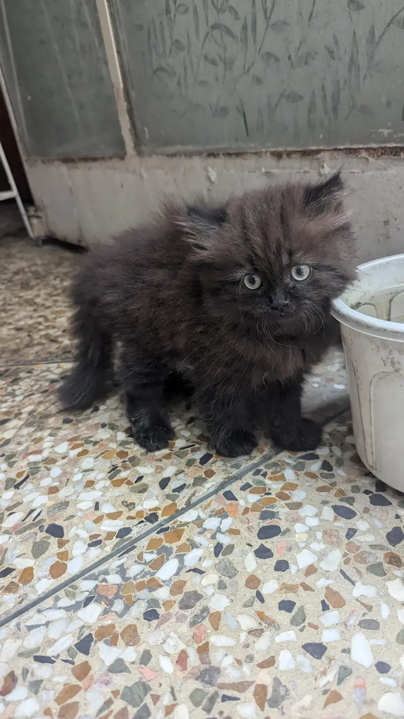 Persian Black kitten — photo 3