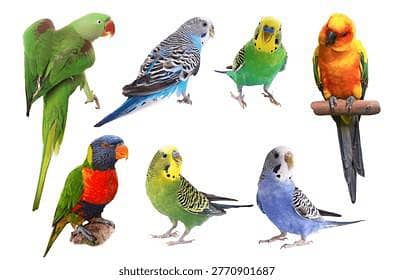 hand tame parrot for sale