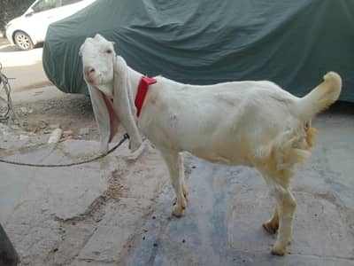 gulabi bakri