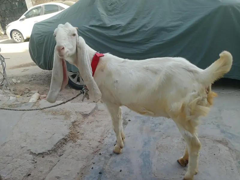 gulabi bakri — photo 2